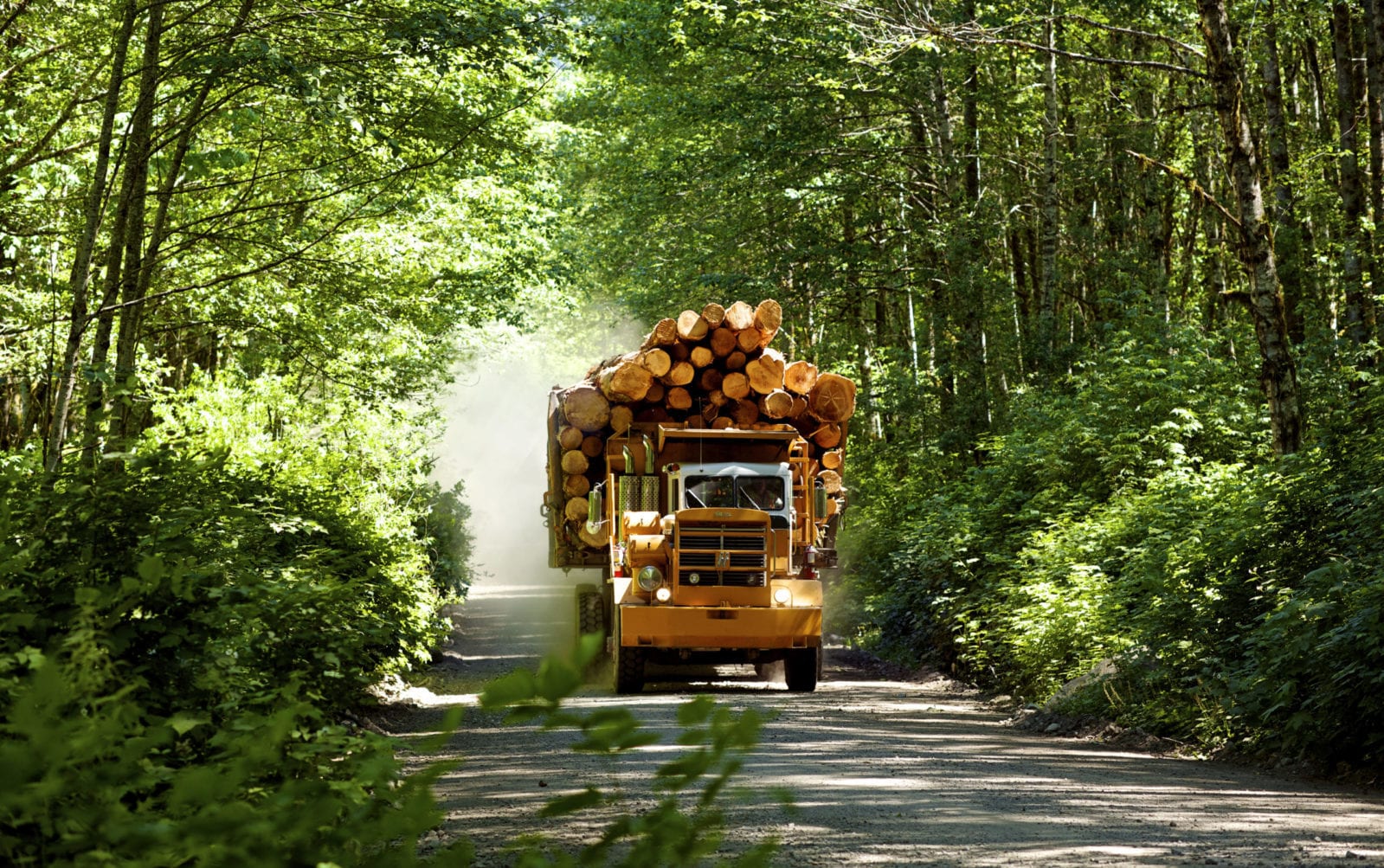 Truck carrying logs on a forest road